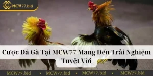 Cược đá gà tại MCW77