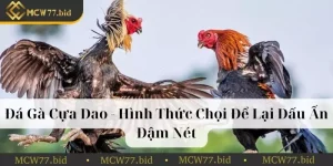 Đá gà cựa dao