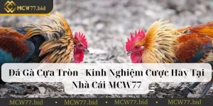 Đá gà cựa tròn